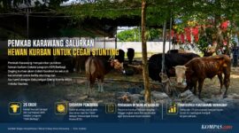 Pemkab Karawang menyalurkan puluhan hewan kurban melalui program ASN Berbagi untuk membantu penanganan stunting dan pemenuhan gizi masyarakat. 