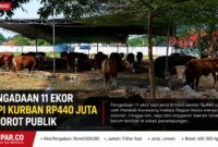 Publik mendesak pemerintah membuka secara transparan realisasi pengadaan, mulai dari jumlah, jenis, bobot, hingga lokasi penempatan ternak. Keterbukaan informasi dinilai penting untuk memastikan penggunaan anggaran daerah berjalan akuntabel, tepat sasaran, dan sesuai ketentuan yang berlaku.