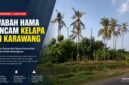 Puluhan pohon kelapa di sejumlah wilayah Karawang mati meranggas akibat dugaan serangan kumbang tanduk dan penyakit busuk pucuk.