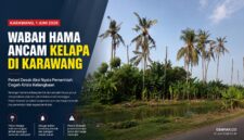 Puluhan pohon kelapa di sejumlah wilayah Karawang mati meranggas akibat dugaan serangan kumbang tanduk dan penyakit busuk pucuk.