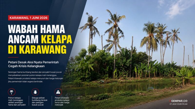 Puluhan pohon kelapa di sejumlah wilayah Karawang mati meranggas akibat dugaan serangan kumbang tanduk dan penyakit busuk pucuk.