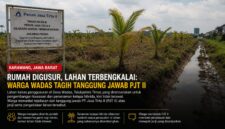 Lahan bekas penggusuran di Desa Wadas, Kecamatan Telukjambe Timur, Kabupaten Karawang, kini dipenuhi rumput liar dan tanaman kelapa hibrida yang tampak tidak terawat.