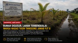 Lahan bekas penggusuran di Desa Wadas, Kecamatan Telukjambe Timur, Kabupaten Karawang, kini dipenuhi rumput liar dan tanaman kelapa hibrida yang tampak tidak terawat.