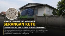 Warga Desa Tunggakjati, Kecamatan Karawang Barat, mengeluhkan serangan kutu yang diduga berasal dari gudang penyimpanan beras di sekitar permukiman