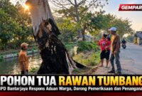 BPD Bantarjaya mendorong Pemerintah Desa menindaklanjuti aduan warga terkait pohon tua yang dinilai berpotensi membahayakan masyarakat.