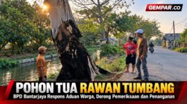 BPD Bantarjaya mendorong Pemerintah Desa menindaklanjuti aduan warga terkait pohon tua yang dinilai berpotensi membahayakan masyarakat.