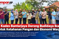 Pj Kades Bantarjaya bersama BPD meninjau budidaya ikan untuk mendorong ketahanan pangan dan ekonomi warga.